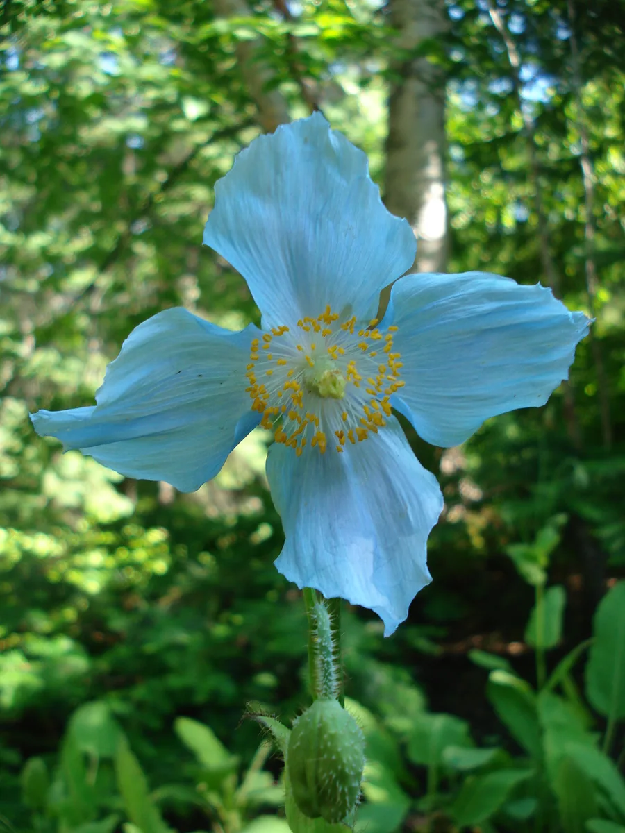 Reford Gardens (Jardins de Métis)