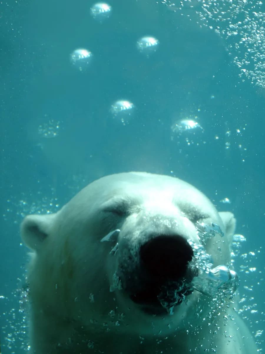 Saint-Félicien Wildlife Zoo