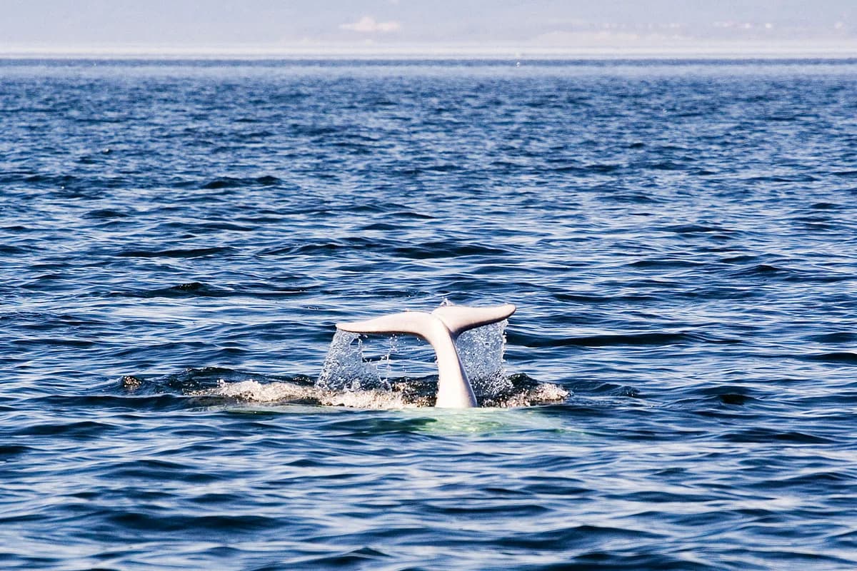 Tadoussac und der Meerespark Saguenay–St. Lorenz